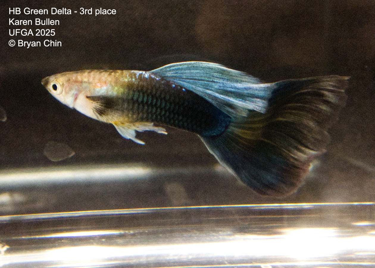 Guppy HB Green